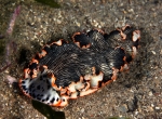 Dermatobranchus nigropunctatus from Nelson Bay, Australia