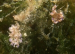 Phyllodesmium macphersonae from Halmahera, Indonesia