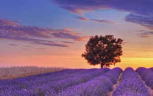 An ìomhaigheag airson Lavender Field
