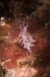 Eubranchus linensis from Peniche, Portugal