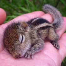 Fotos: Esquilo bebé é salvo por equipa da BBC