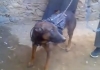Vídeo: Cão militar britânico capturado pelos talibãs e exibido como troféu