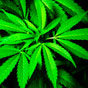 Cannabis can damage lives, researchers argue