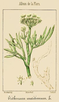 botanical illustration of Crithmum maritimum