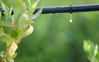 drip-irrigation-ppc