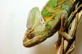 Yemen Chameleon, Chamaeleo Calyptratus
