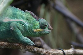 Chameleon, Green, Reptile, Animal, Head