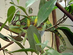 Chameleon, Zoo, Reptile, Green, Colorful