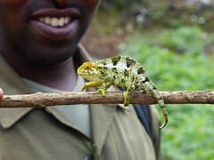 Chameleon, Reptile, Africa, Rwanda