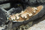 Glossodoris cincta from Apra Harbor, Guam