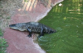 Crocodile, Reptile, Animal, Wildlife