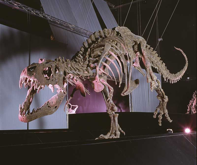 Esqueleto de dinosaurio en Dinpolis (Teruel)