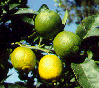 Citrus latifolia, Persian lime  C. Jacquemond / INRA