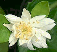 Citrus aurantium 'Bouquetier' flower