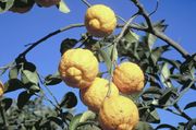 Rough lemon, Citrus jambhiri