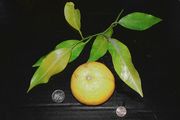 Citrus taiwanica