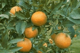Citrus reticulata 'Sunshine'