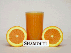 'Shamouti' orange