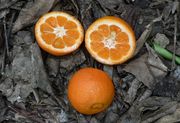 Citrus reticulata 'Nour'