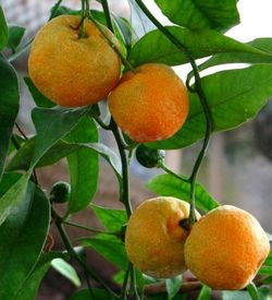 Citrus sunki (Citrus reticulata var. austera)