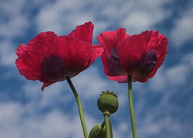 Why wearing a poppy could have negative PR impact for you