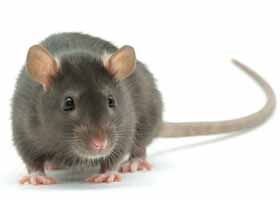 What rats can teach us about SEO, blogging & social media