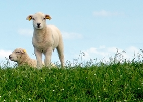 Record numbers set to attend Organic PR workshop at Sheepdrove Eco Conference Centre in Berkshire