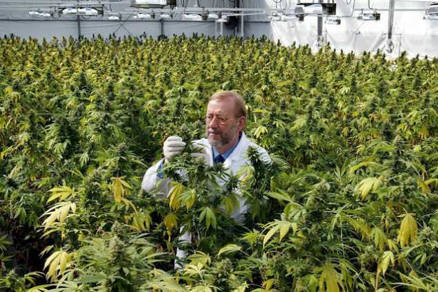 medical_marijuana_grow