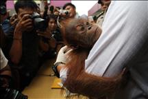 Baby Orangutan trafficking in Indonesia
