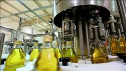 Olive oil exports fall by 33 percent: Turkey